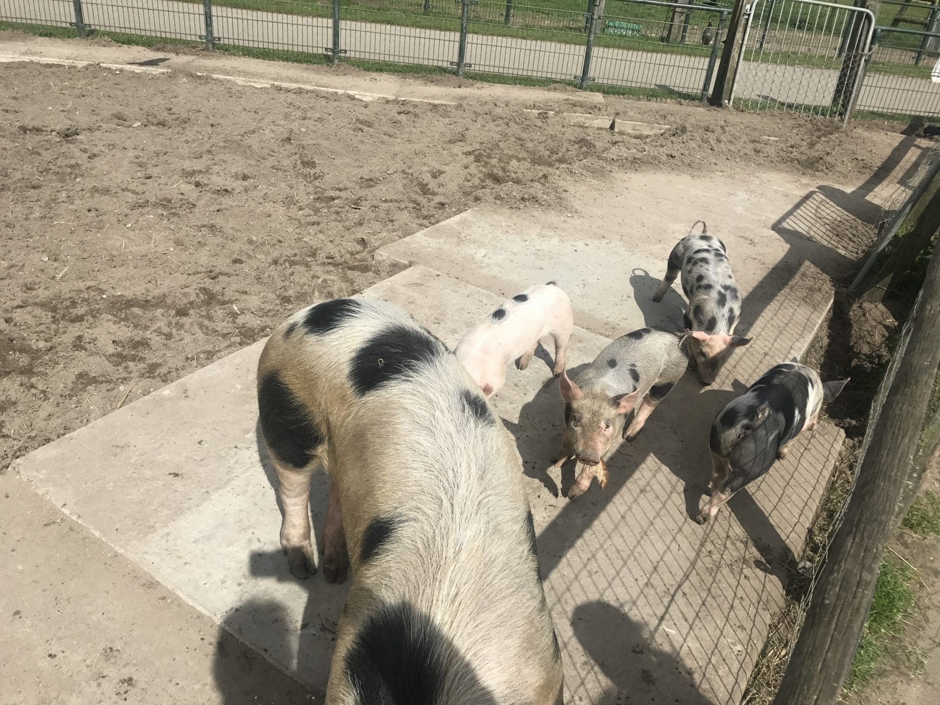 Lief dagboek en lezeressen week 15